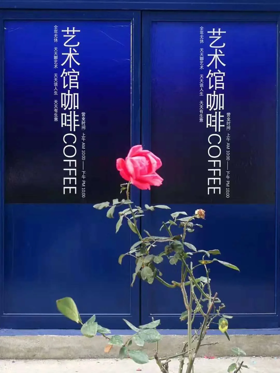 艺术馆蓝门前的一枝玫瑰,2020年记录